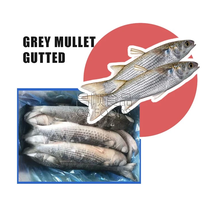 AA Frozen Grey Mullet WR