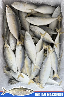 frozen indian mackerel