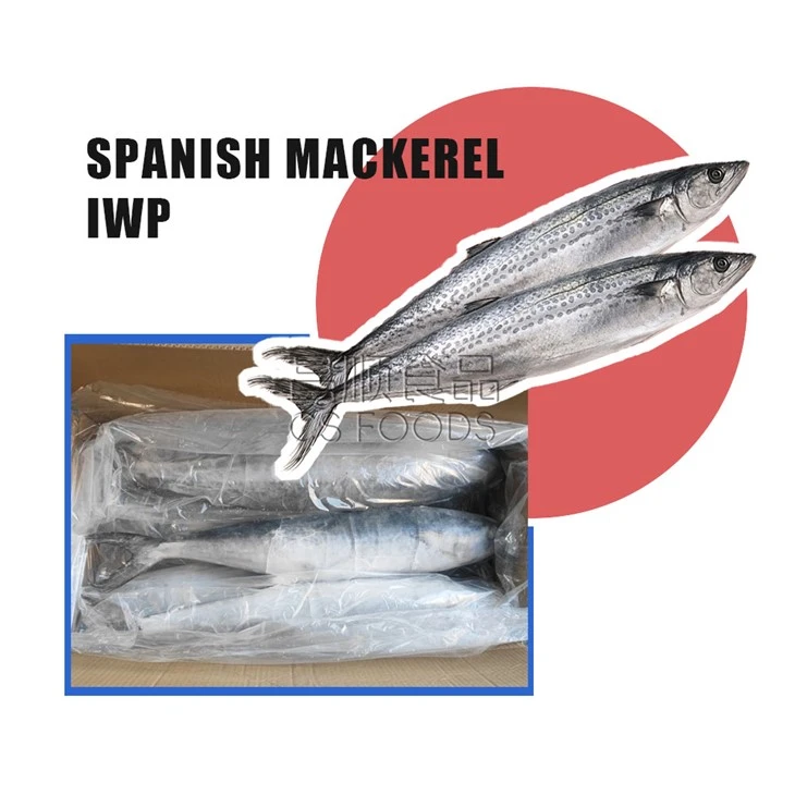 IWP Spanish Mackerel