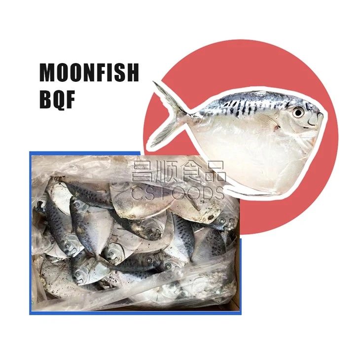 Trawling Mene Maculata