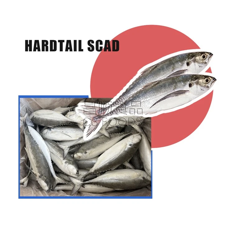 Whole Round Frozen Hardtail Scad